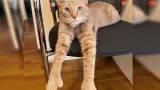 Gato viral