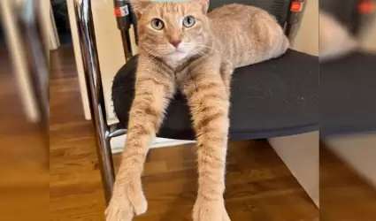 Gato viral