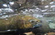 California reporta importantes avances en la recuperaci�n del salm�n y reabre la pesca tras tres a�os
