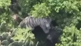 Kenzo, tigre de bengala