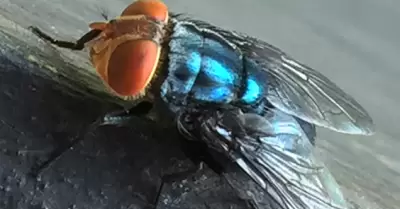 Mosca