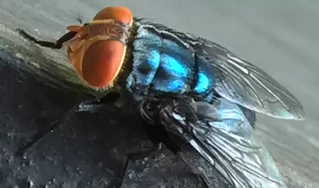 Mosca