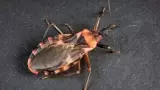 chagas insecto