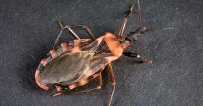 chagas insecto