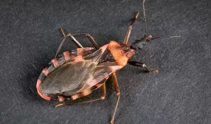 chagas insecto