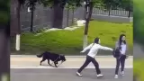 Perro sorprende al tomar su propia correa mientras sus due�as ahuyentaban a otro
