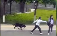 Perro sorprende al tomar su propia correa mientras sus due�as ahuyentaban a otro can