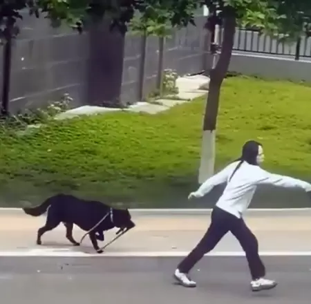 Perro sorprende al tomar su propia correa mientras sus due�as ahuyentaban a otro