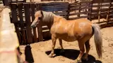 Presunto caso de maltrato animal en Maneadero