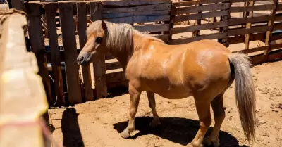 Presunto caso de maltrato animal en Maneadero