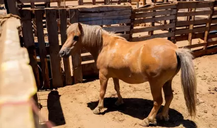 Presunto caso de maltrato animal en Maneadero