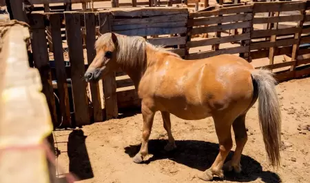 Presunto caso de maltrato animal en Maneadero