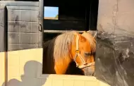 Rescatan a pony tras denuncia por presunto maltrato animal en Ensenada