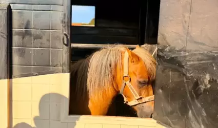 Rescatan a pony tras denuncia por presunto maltrato animal en Ensenada