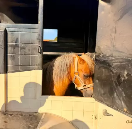 Rescatan a pony tras denuncia por presunto maltrato animal en Ensenada