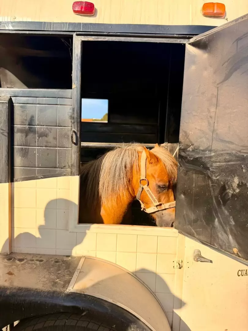 Rescatan a pony tras denuncia por presunto maltrato animal en Ensenada