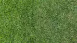 C�sped