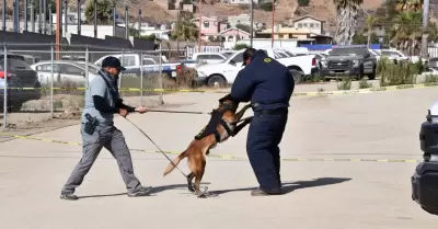 Unidad K-9 de la Fiscal�a de Baja California obtiene certificaci�n internacional