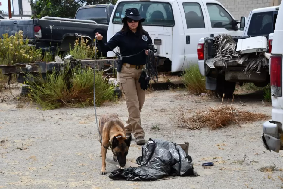 Unidad K-9 de la Fiscal�a de Baja California obtiene certificaci�n internacional