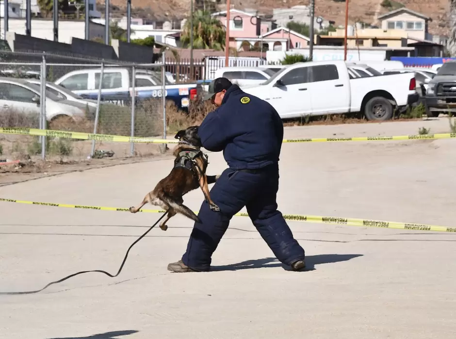 Unidad K-9 de la Fiscal�a de Baja California obtiene certificaci�n internacional