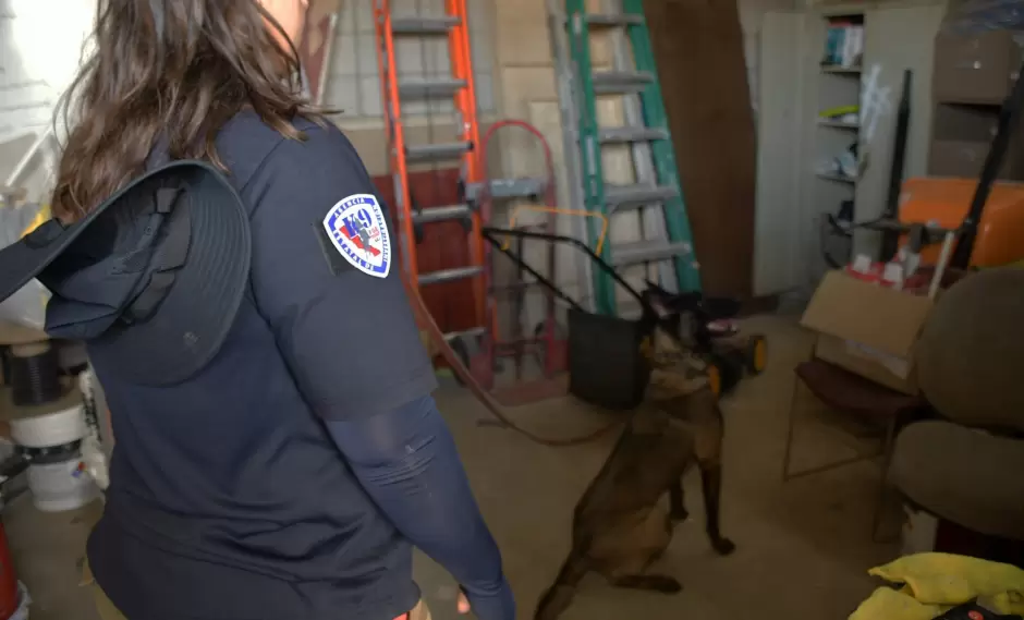 Unidad K-9 de la Fiscal�a de Baja California obtiene certificaci�n internacional