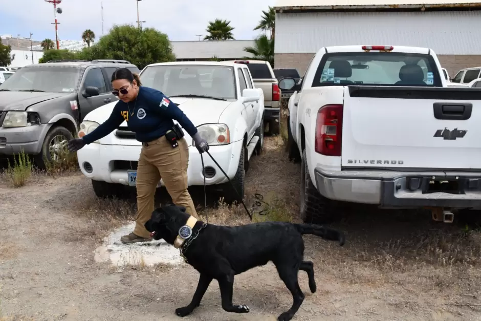 Unidad K-9 de la Fiscal�a de Baja California obtiene certificaci�n internacional