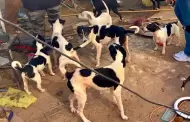 Fiscal�a rescata a 21 caninos en presunto caso de maltrato animal