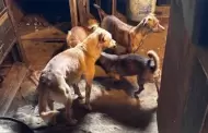 Gobierno de Tecate rescata a 26 caninos en domicilio del Ejido Chula Vista