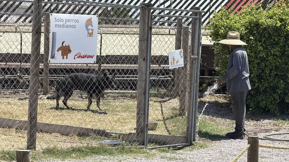 Recuperan antiguo Galgódromo de Tijuana como espacio para actividades caninas