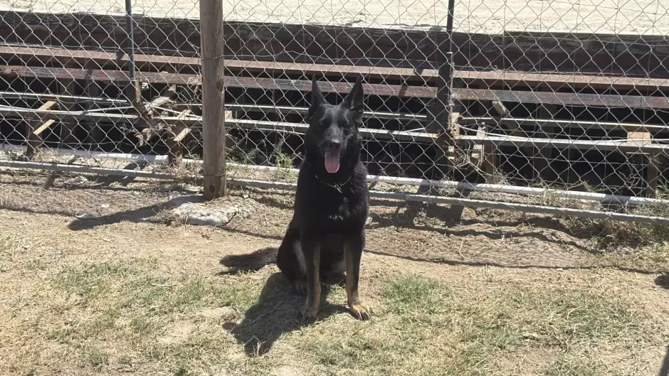 Recuperan antiguo Galgódromo de Tijuana como espacio para actividades caninas