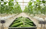 M�xico es el principal exportador de pepino del mundo, 80% va a Estados Unidos: Experto Cetys