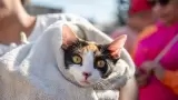 Gato