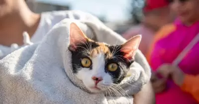Gato