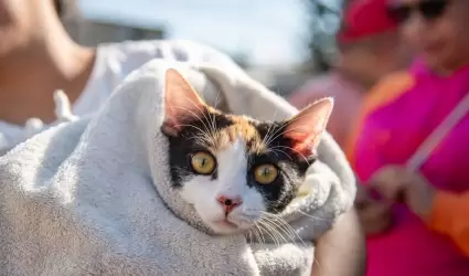 Gato
