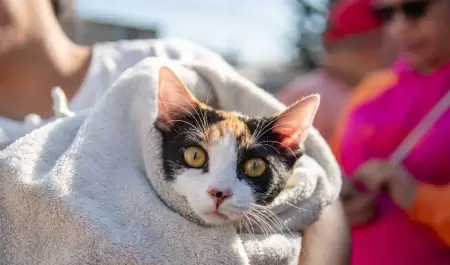 Gato