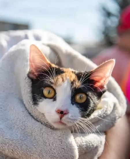 Gato