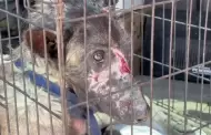 VIDEO.- Surge la Agencia de Protecci�n Animal Tijuana (APAT) tras rescate de 29 caninos en la Zona Centro