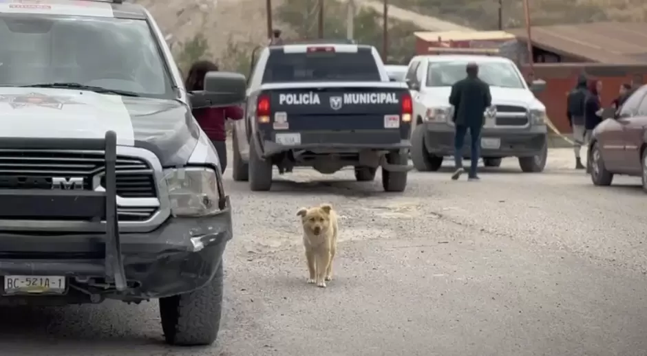VIDEO.- Surge la Agencia de Protecci�n Animal Tijuana (APAT) tras rescate de 29 caninos en la Zona Centro