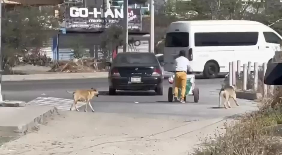 VIDEO.- Surge la Agencia de Protecci�n Animal Tijuana (APAT) tras rescate de 29 caninos en la Zona Centro