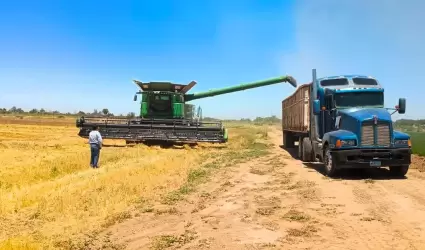 trigo agricultura