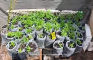 En cateo, FGR asegura m�s de 300 plantas de marihuana en un invernadero en San Quint�n