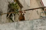 Autoridades de Baja California alertan sobre los peligros de mantener animales en azoteas