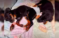 Ocho perros rescatados en Rosarito inician camino a la adopci�n en el Santuario Mily