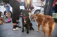 Secretar�a de Medio Ambiente pide sumarse a la cultura de la esterilizaci�n en Baja California