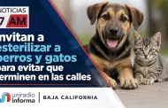 Invitan a esterilizar a perros y gatos para evitar que terminen en las calles de Baja California