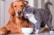 Proponen pensi�n para mascotas tras separaci�n de parejas