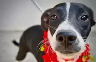Promueve Gobierno Municipal de Tijuana la adopci�n responsable de perros y gatos