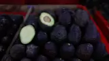 aguacate