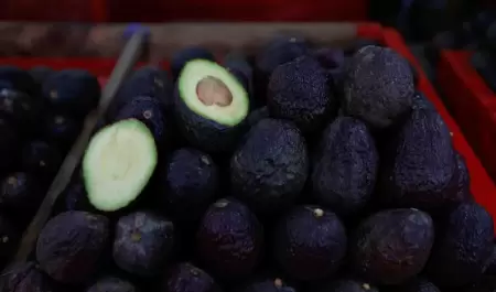 aguacate