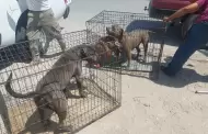 Atiende Polic�a Municipal reporte de posible maltrato animal y canaliza a tres caninos a Control Animal